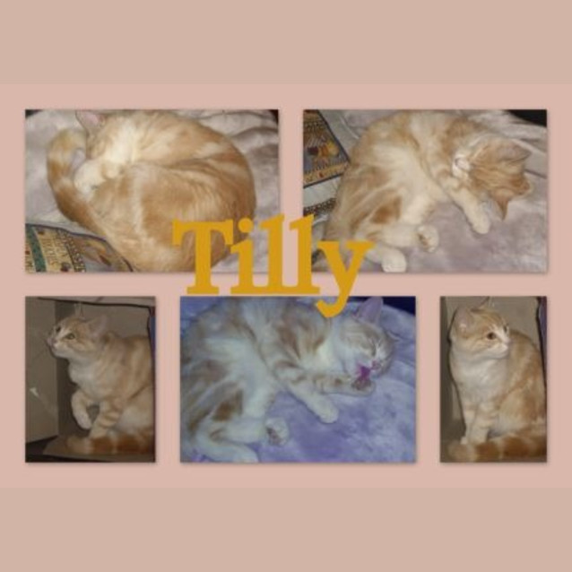 Photo of Tilly