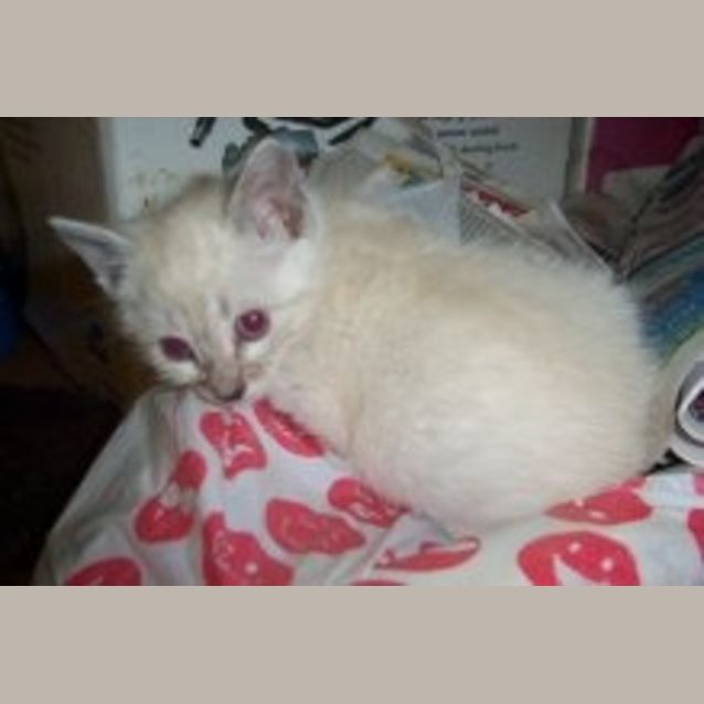 Photo of Casper