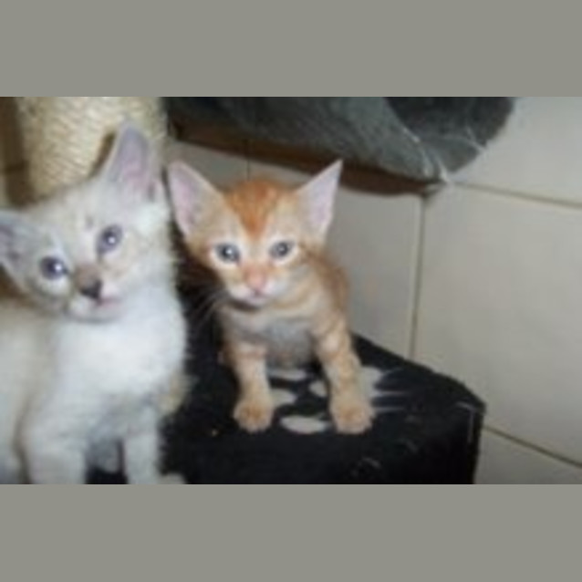 Photo of Fanta (On Right)