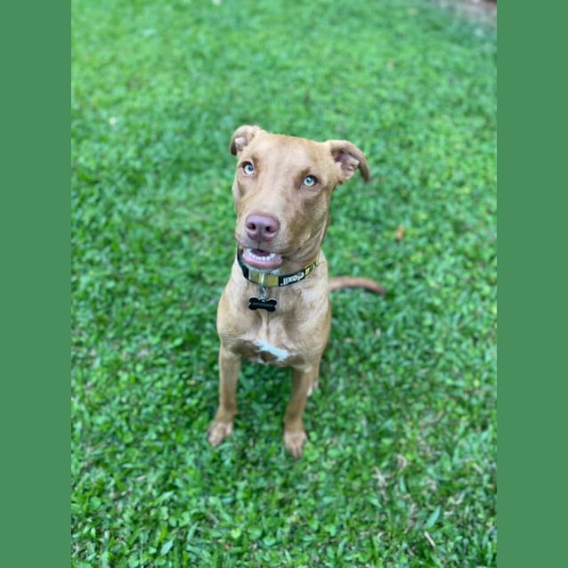 Photo of Rusty