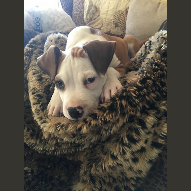 Photo of Marley ** A  Dear Pup **