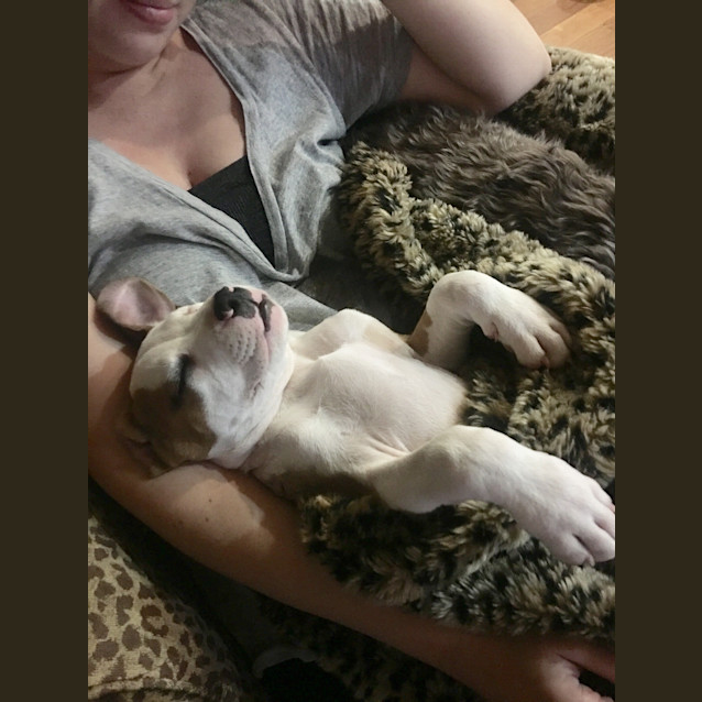 Photo of Marley ** A  Dear Pup **