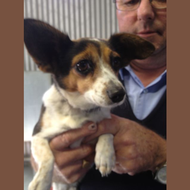 Photo of Small Terrier Cross