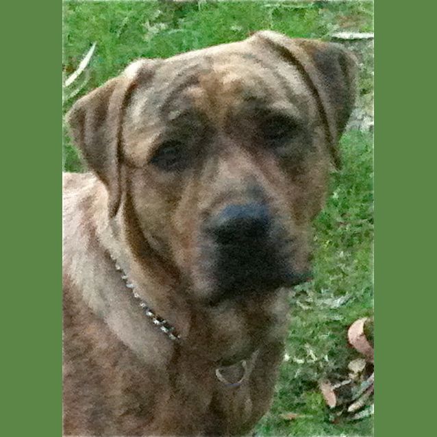 Photo of Urgent Foster Care   Good With Chickens