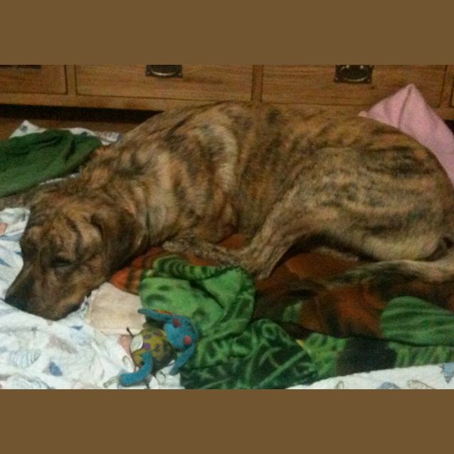 Photo of Urgent Foster Care   Good With Chickens