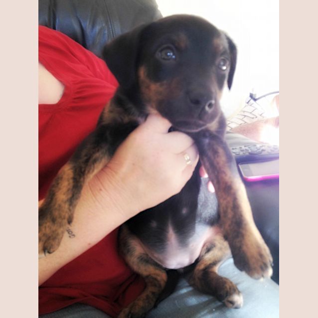 Photo of Blacky   On Trial In Her New Home!