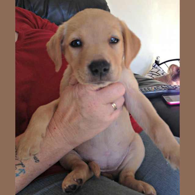 Photo of Goldie   Adoption Pending!