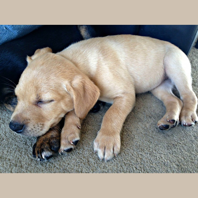 Photo of Goldie   Adoption Pending!