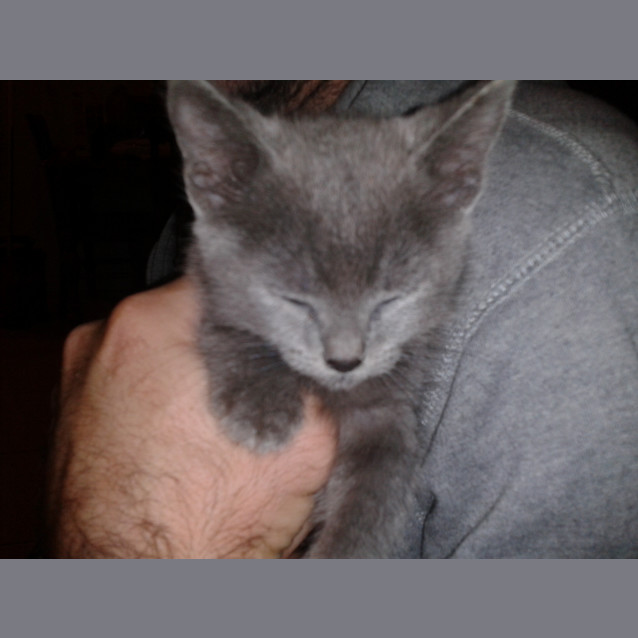 Photo of Simba
