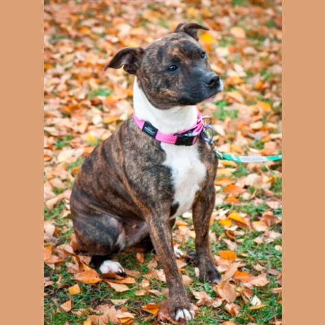 Photo of Roxy
