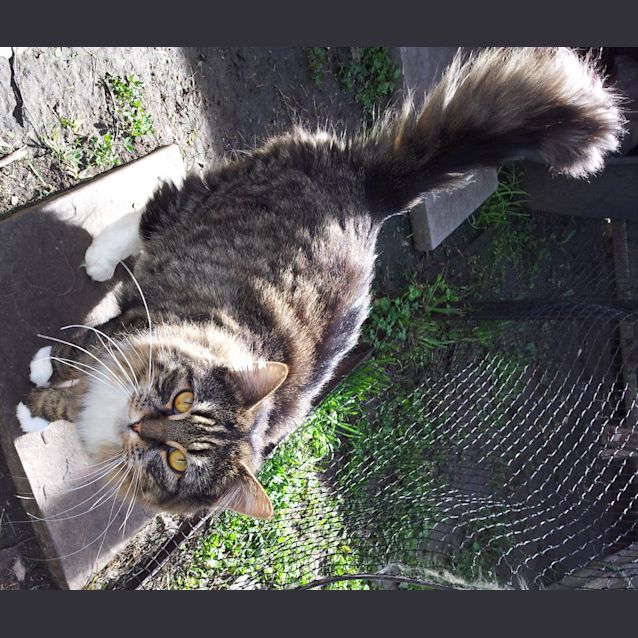 Photo of Kirra *I Have Been Adopted Yay!*