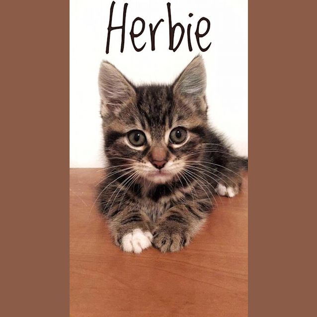 Photo of Herbie (Ready To Go)