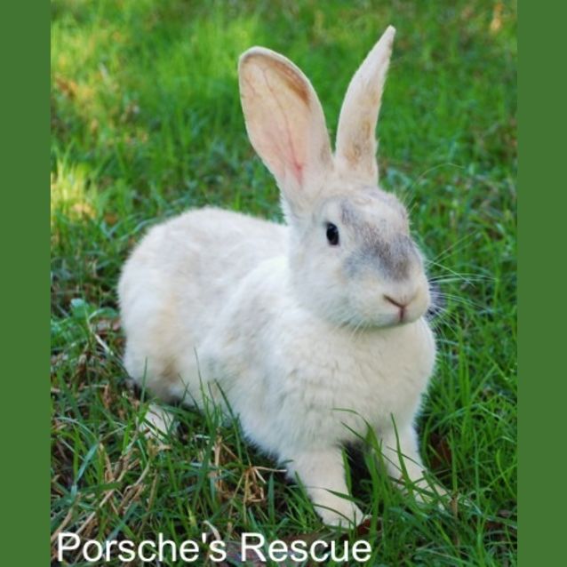 Photo of Delilah  Desexed And Vaccinated