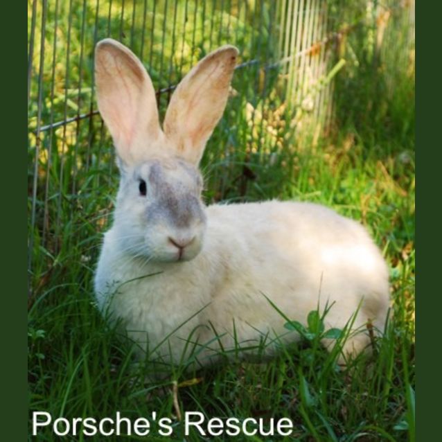 Photo of Delilah  Desexed And Vaccinated