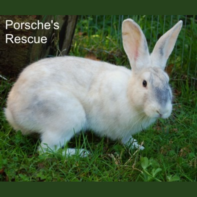 Photo of Dorothy  Desexed And Vaccinated  On Hold