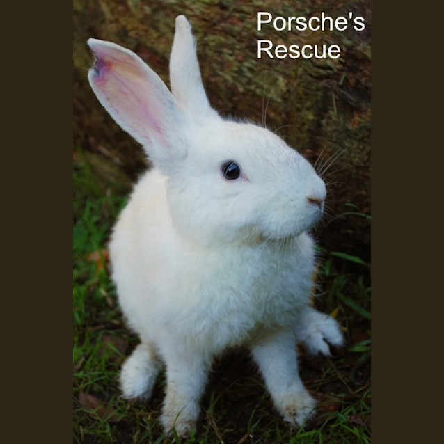 Photo of Sampson  Desexed And Vaccinated