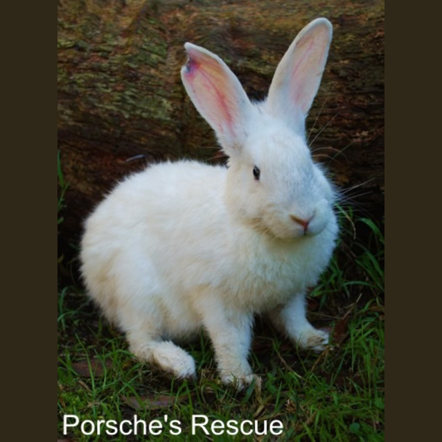 Photo of Sampson  Desexed And Vaccinated