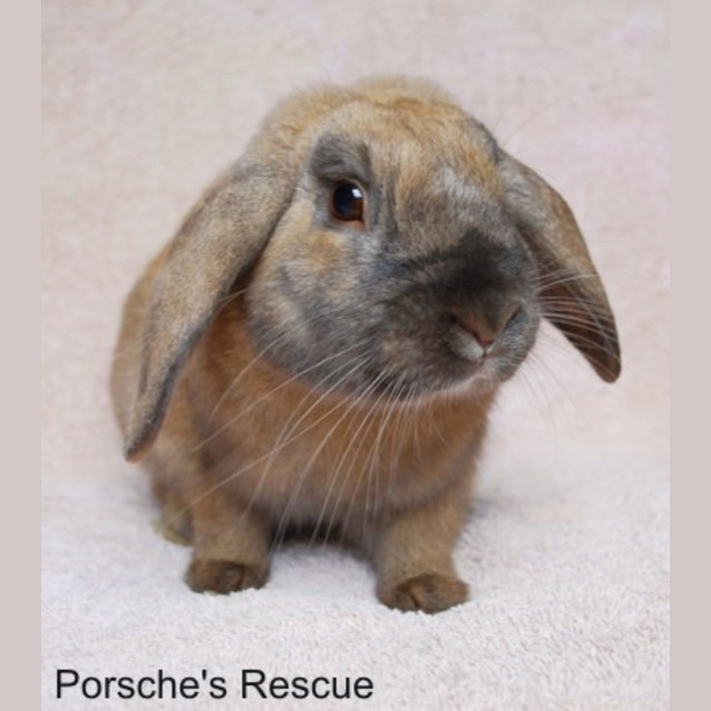 Photo of Helicopter  Desexed And Vaccinated