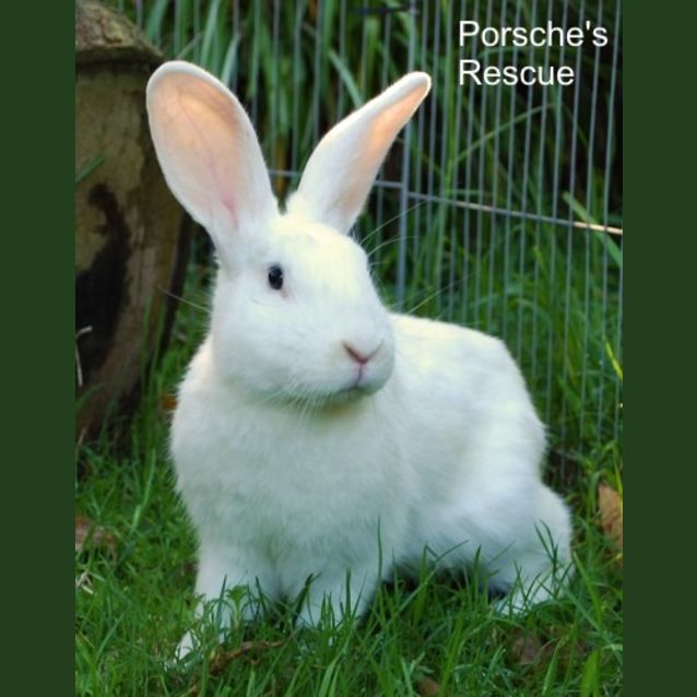 Photo of Geoffrey  Desexed And Vaccinated