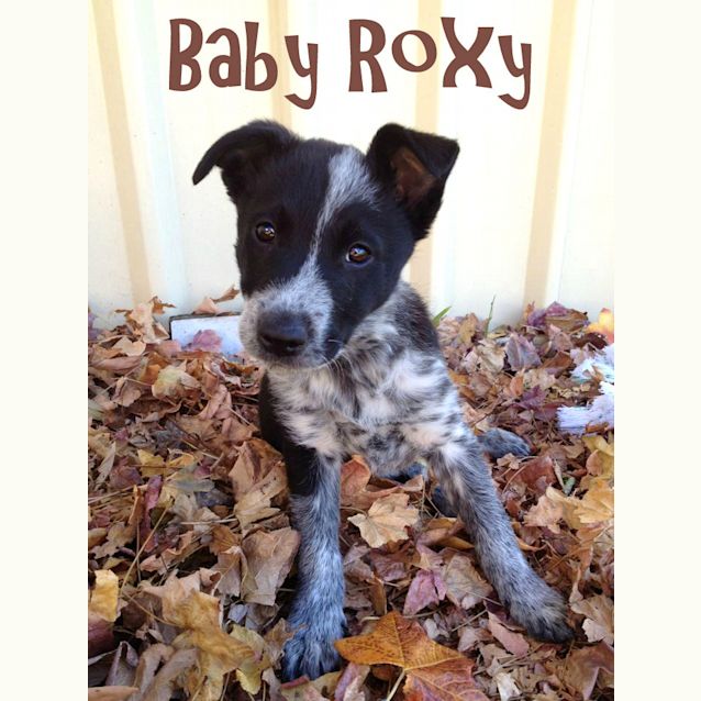 Photo of Roxy (On Trial)