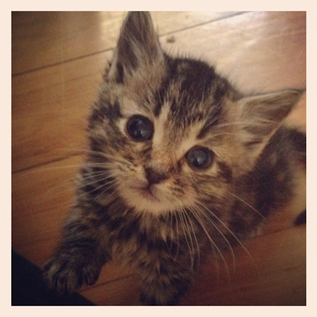 Photo of Tabby Babies