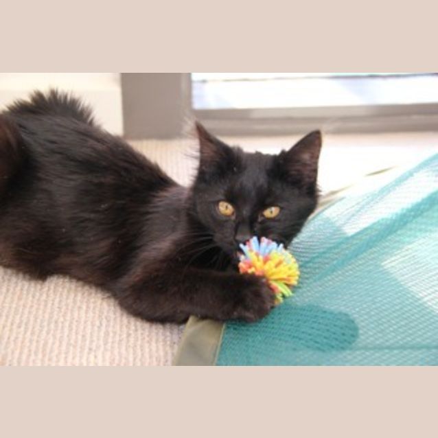 Photo of Misty