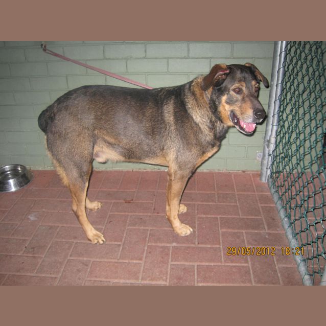 Photo of Foster Carer Needed For Very Friendly Boy