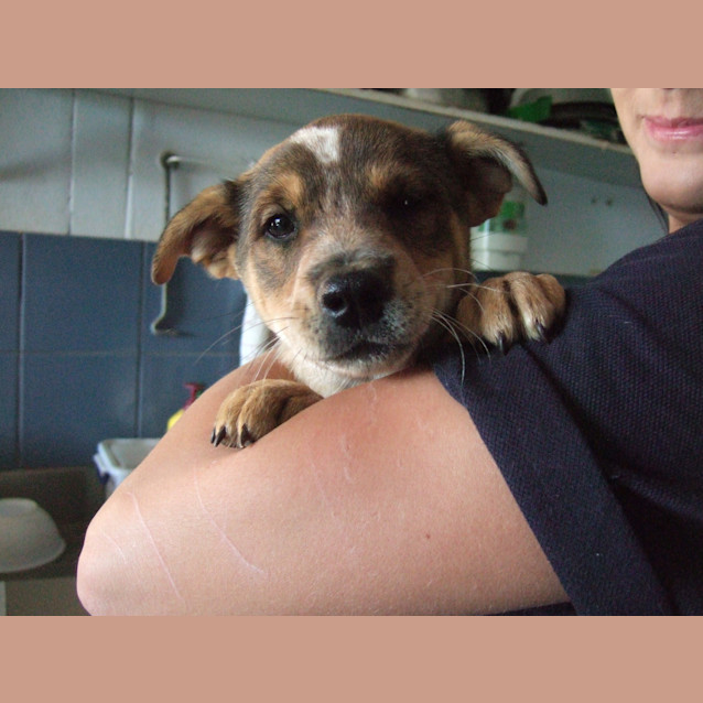 Photo of Honey