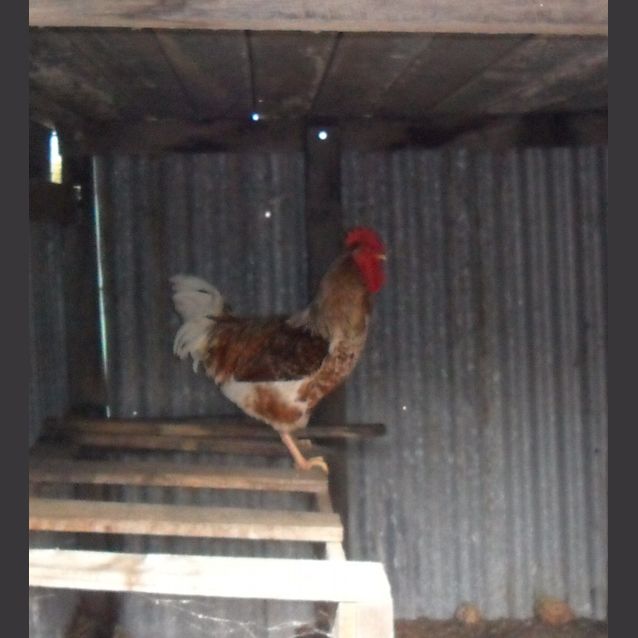 Photo of Mick The Rooster