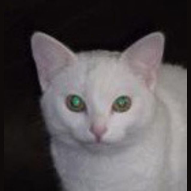 Photo of Tinker