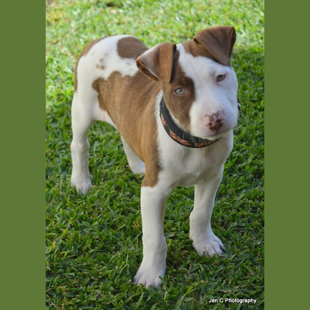 Photo of Hope ** A Smart Cuddly Puppy **