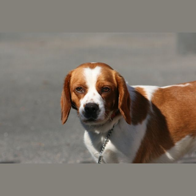 Photo of Nemo