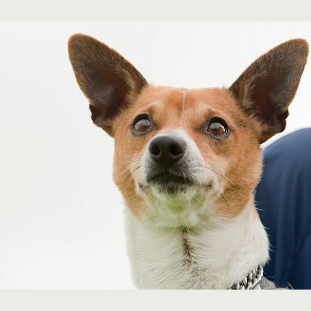 Photo of Littledog Id 7713