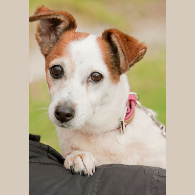 Photo of Roxie   Id Number Coming