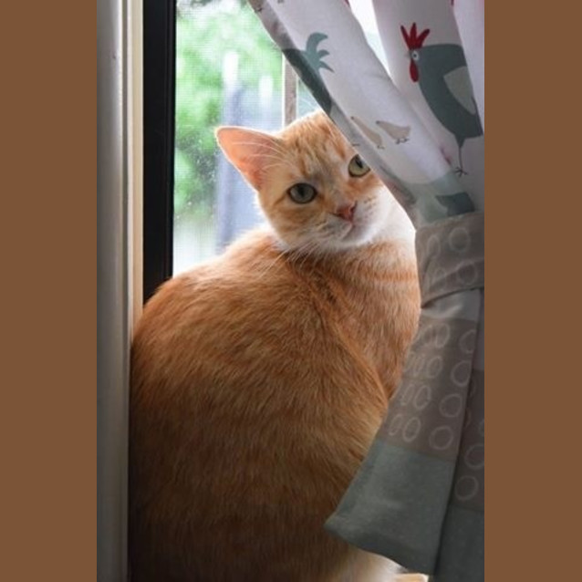 Photo of Buttercup