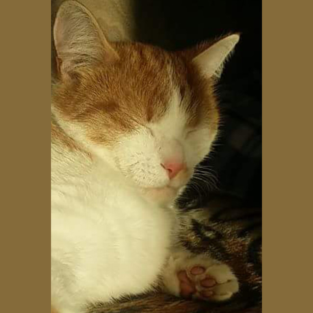 Photo of Simba Handsome Young Man 💜