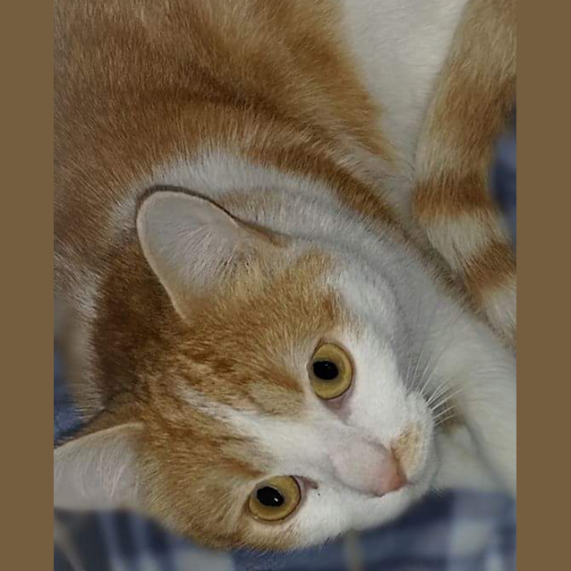 Photo of Simba Handsome Young Man 💜