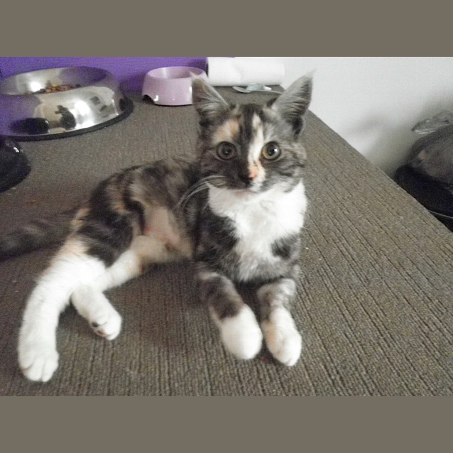 Photo of Olive