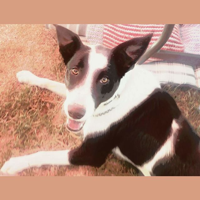 Photo of Gypsy Oh So Silly And Sweet!