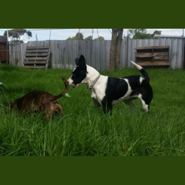 Photo of Gypsy Oh So Silly And Sweet!