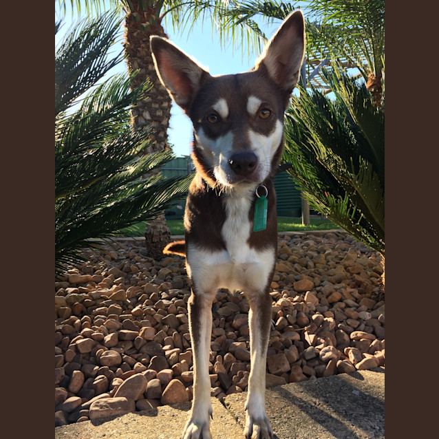 Photo of Ben **Adopted**