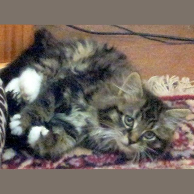 Photo of Fergus