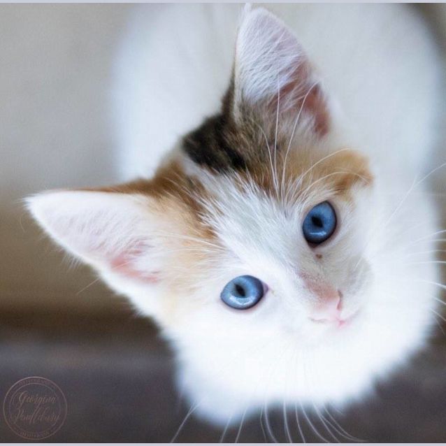 Photo of Pebbles
