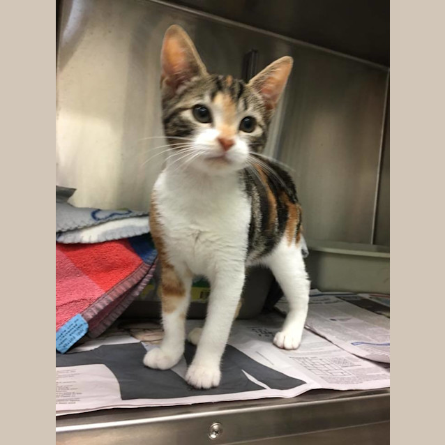 Photo of Butterscotch