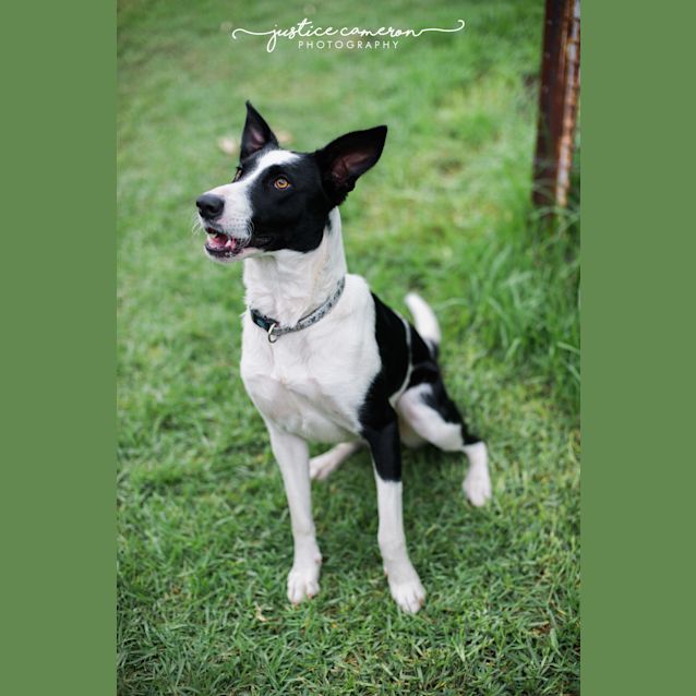 Photo of Gypsy Oh So Silly And Sweet!