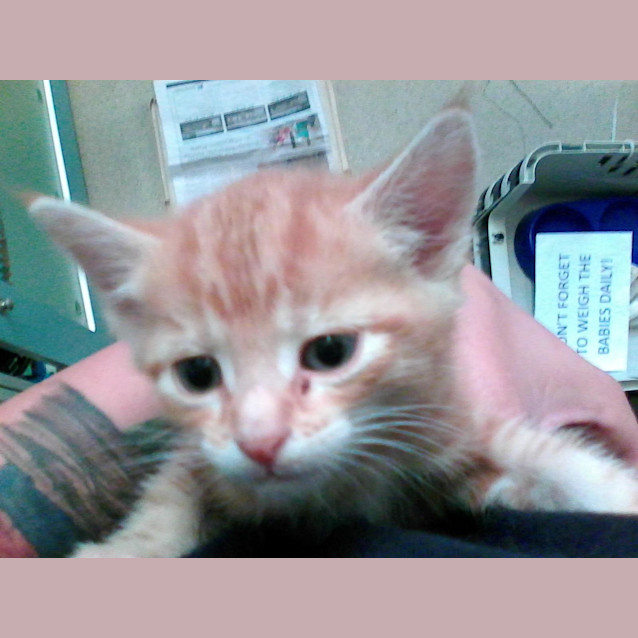 Photo of Stewie