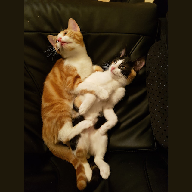 Photo of Mayfield (Pakenham)