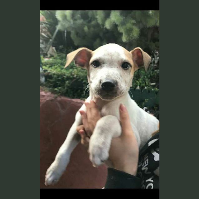 Photo of Apollo