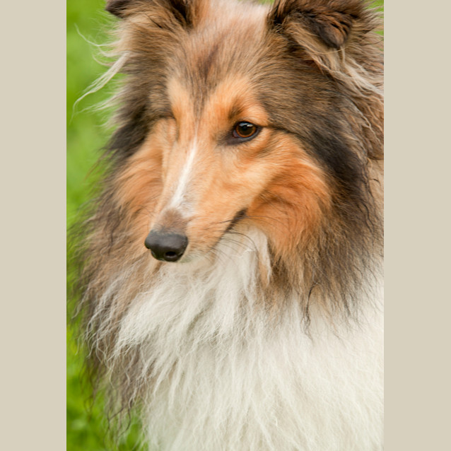 Photo of Lucky Id 7718