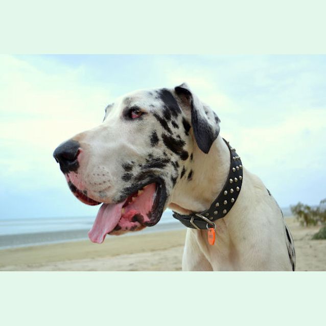 Photo of Bob And Major